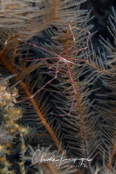 Stenorhynchus seticornis by Claude Lespagne 